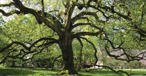 Généalogie et réseaux sociaux